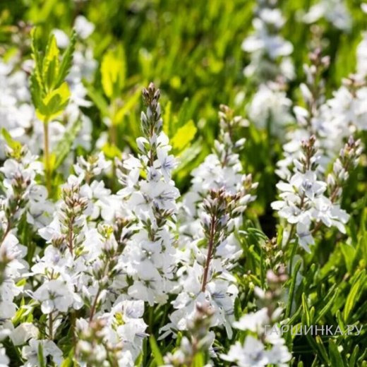 Вероника простертая Альба