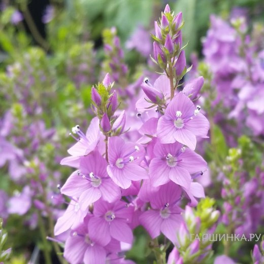 Вероника простертая Миссис Холт