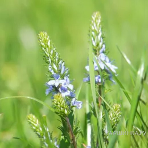 Вероника простертая Нестор