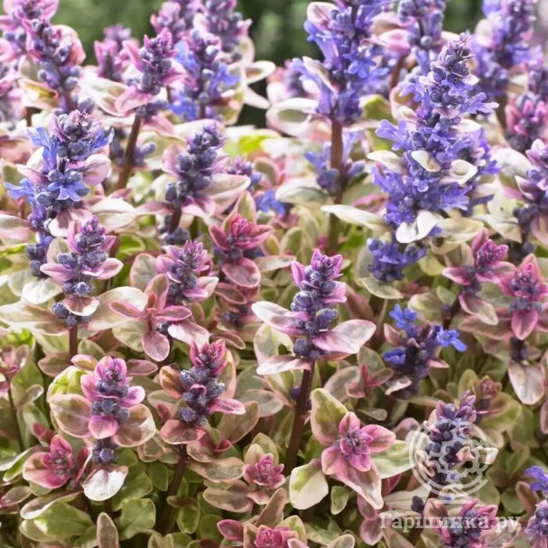 Порно фотосуреттер жалап және саусақпен Ерекше киска