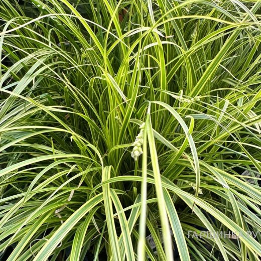 Осока Эверест охименская