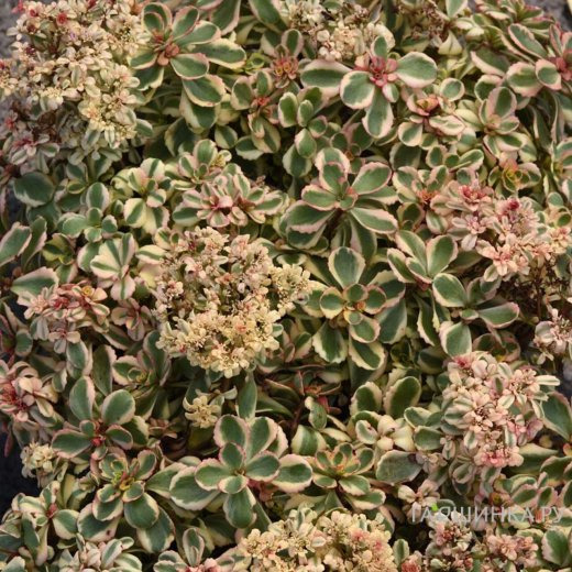 Очиток (седум) Вот а Дюззи ложный