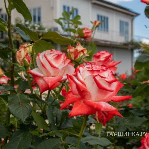 Роза Императрица Фарах чайно-гибридная