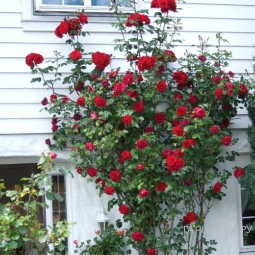 Роза Сантана плетистая