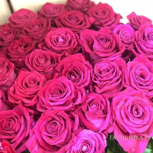 Роза Фана чайно-гибридная