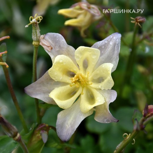 Аквилегия Спринг Меджик Еллоу