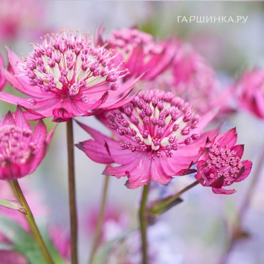 Астранция Руби Клауд