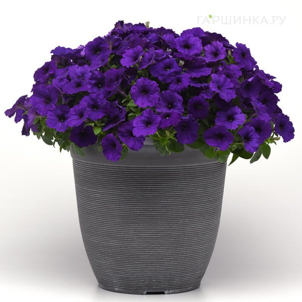 Петуния Easy Wave Blue в балконном ящике