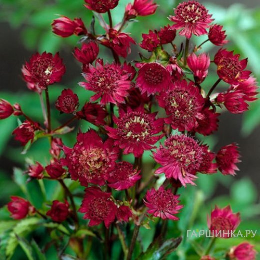 Астранция Руби Веддинг