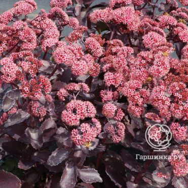 Очиток (седум) Черри Траффл