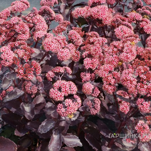 Очиток (седум) Черри Траффл