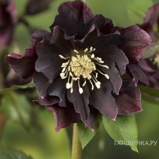 Морозник махровый Эллен Пепл