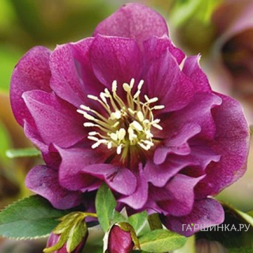 Морозник махровый Эллен Ред