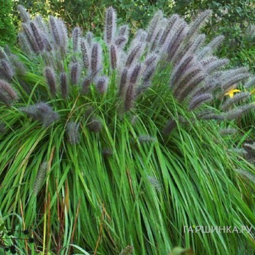 Пеннисетум лисохвостный