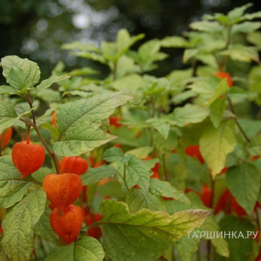 Физалис обыкновенный