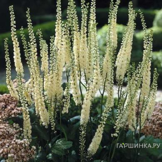 Цимицифуга (Клопогон) Кордифолия