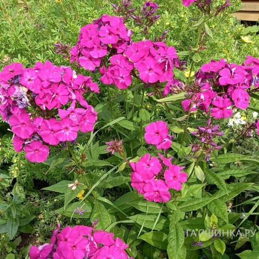 Флокс Виктория