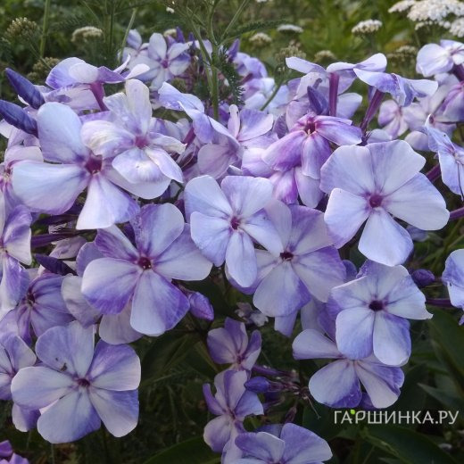 Флокс Гжель