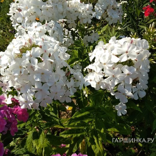 Флокс Царевна лебедь