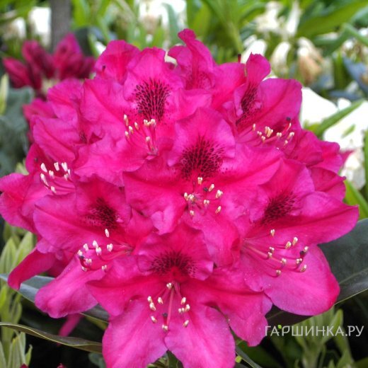 Рододендрон Нова Зембла гибридный