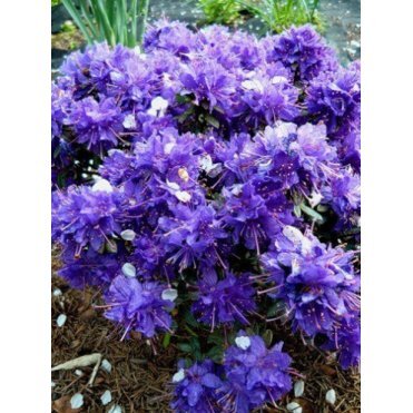 Рододендрон Азурика