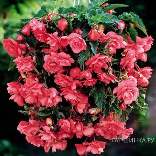 Бегония Пендула Пинк