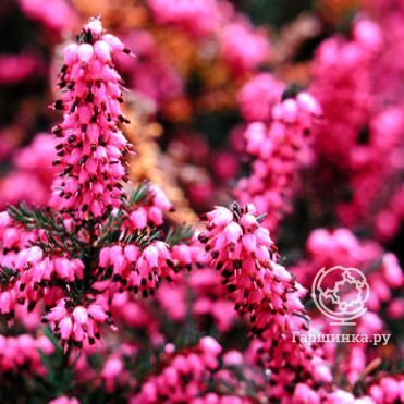 Эрика Крамерс Рот