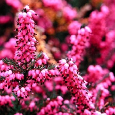 Эрика Крамерс Рот