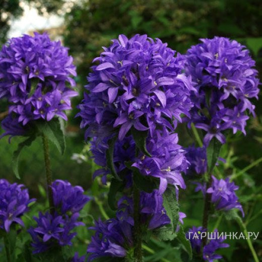 Колокольчик скученный Фрея