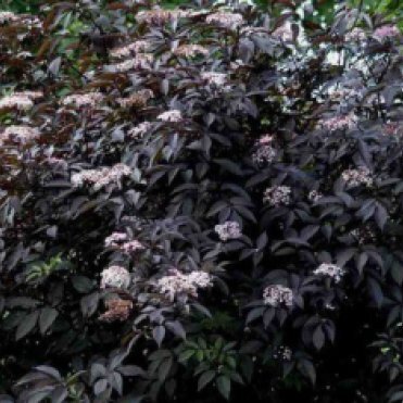 Бузина Блэк Бьюти