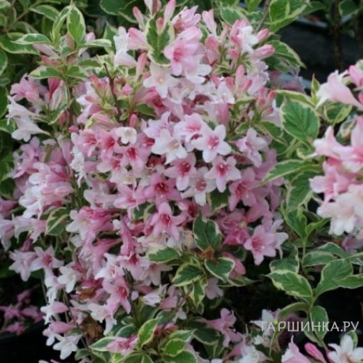 Вейгела Нана Вариегата