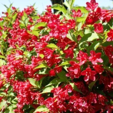 Вейгела Ред Принц.