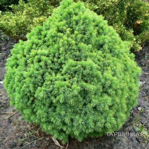 Ель канадская Альберта Глобе