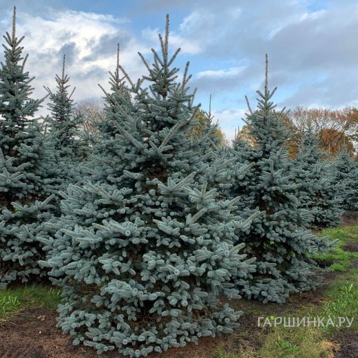Ель колючая Глаука голубая