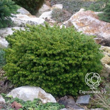 Ель обыкновенная Литл Джем