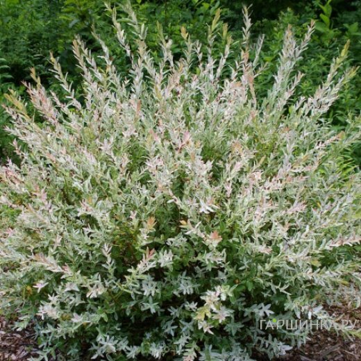 Ива Хакуро Нишики (розовые листья)