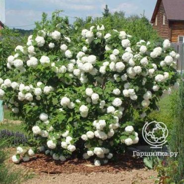 Калина Бульденеж (Розеум)