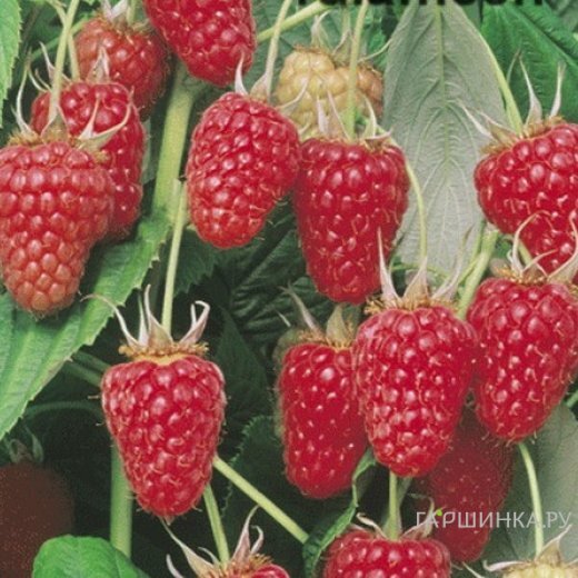 Малина Туламин красная