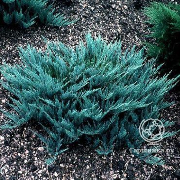 Можжевельник горизонтальный Блю Чип