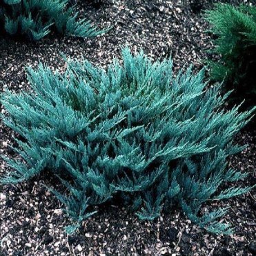 Можжевельник горизонтальный Блю Чип