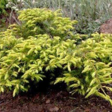 Можжевельник обыкновенный Депресса Ауреа