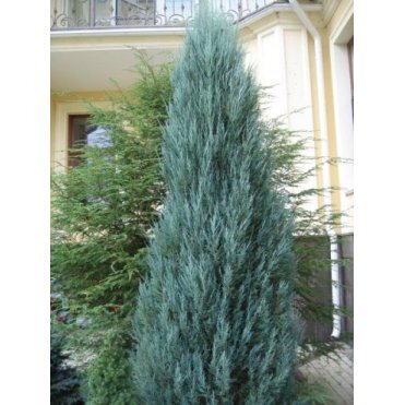 Можжевельник скальный Блю Арроу