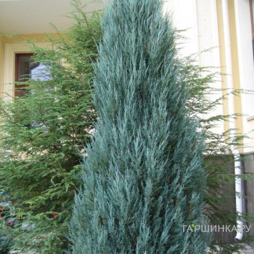 Можжевельник скальный Блю Арроу