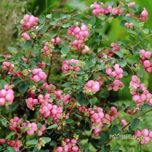 Снежноягодник Мазер оф перл