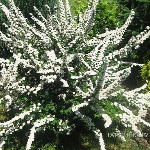 Спирея ниппонская Сноумаунд