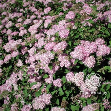 Спирея Литл Принцесс японская