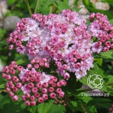 Спирея Манон