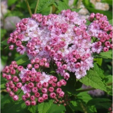 Спирея Манон