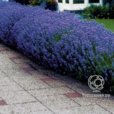 Лаванда Манстед