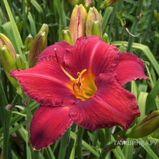 Лилейник Чикаго Апачи